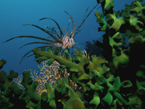 Shy tiny lionfish by Alex Varani 